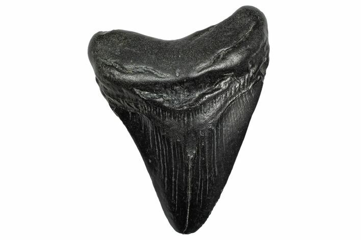 Fossil Megalodon Tooth - South Carolina #332229